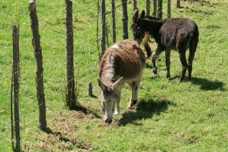 mules in Ecuador